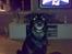 Blanding af racer Simba