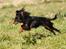 Russisk toy terrier Jaroslavna Mazasis Elfas