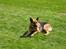 Schæferhund Sascha Aflivet :,( R.I.P