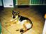 Schæferhund Sascha Aflivet :,( R.I.P