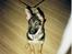 Schæferhund Sascha Aflivet :,( R.I.P