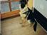 Schæferhund Sascha Aflivet :,( R.I.P