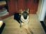 Schæferhund Sascha Aflivet :,( R.I.P