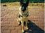 Schæferhund Sascha Aflivet :,( R.I.P