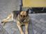 Schæferhund Sascha Aflivet :,( R.I.P