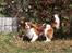 Cavalier king charles spaniel Popeye - Hovsa mor kaldte!