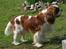 Cavalier king charles spaniel Popeye - Popeye i haven