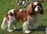 Cavalier king charles spaniel Popeye - Nyder den store have!