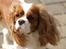 Cavalier king charles spaniel Molly