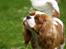 Cavalier king charles spaniel Molly - molly, sommeren 2008