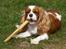 Cavalier king charles spaniel Molly - Har fået en ordentlig "gnaver"
