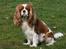 Cavalier king charles spaniel Molly - Forår 2009 - har haft 1 kuld hvalpe i mellemtiden