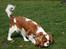 Cavalier king charles spaniel Molly - Jeg tror altså der ligger lidt Schnauzer i denne race.