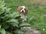 Cavalier king charles spaniel Molly - Der var engang, at jeg var meget lille!