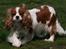 Cavalier king charles spaniel Bella - Bella stor og trind og 3 uger tilbage.