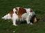 Cavalier king charles spaniel Bella - Bella i haven 2009