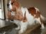 Cavalier king charles spaniel Bella - Jo, jo, flot pige!!