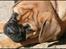 Bullmastiff Pi