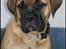 Bullmastiff Pi