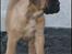 Bullmastiff Pi