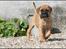 Bullmastiff Pi