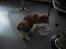 Shetland sheepdog Palmestranden's Citha