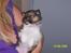 Shetland sheepdog Palmestranden's Citha