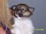 Shetland sheepdog Palmestranden's Citha