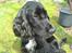 Cocker spaniel Felix - Felix 11 mdr. Her er han lige blevet klippet for første gang. Han blev rigtig fin. :)