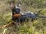 Dvaergpinscher Rødkildes Scirocco - Elsker at ligge og sole