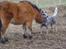 Australsk cattledog Chantal - Sweet Azurs