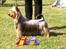 Australian silky terrier Marimias Make-Me-True - Så fint kan jeg gøre det.