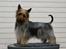 Australian silky terrier Marimias Make-Me-True - Det her gider jeg ikke.