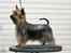 Australian silky terrier Marimias Make-Me-True - Når bare der er en godbid i farvandet.