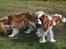 Cavalier king charles spaniel Donna - Donna - Lunel til venstre