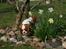 Cavalier king charles spaniel Donna - Donna ude og nyde den nye have. (De har fået ekstra 7-800 kvm hegnet ind).