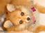 Blanding af racer Nala - .. 
