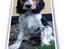 Cocker spaniel Felix