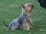 Australian silky terrier Marimias Make-Me-True