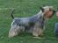 Australian silky terrier Marimias Make-Me-True - Så lang kan jeg blive for et pølsestykke.