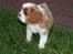 Cavalier king charles spaniel Lunel {Lynel} - Lunel, som 6 uger i haven