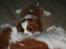 Cavalier king charles spaniel Lunel {Lynel} - Lunel - 10 uger - får lige en tår mælk hos mor.
