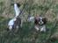 Cavalier king charles spaniel Lunel {Lynel} - Ude i naturen 