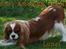 Cavalier king charles spaniel Lunel {Lynel} - Har gang i noget dril.