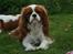 Cavalier king charles spaniel Lunel {Lynel} - Fine Lunelle