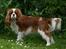 Cavalier king charles spaniel Lunel {Lynel} - Uha, som hun står fint.