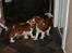 Cavalier king charles spaniel Lunel {Lynel} - Lunel flirter med Jaxon 4 dage før hun skal føde!