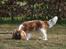 Cavalier king charles spaniel Lunel {Lynel} - Lunel - i haven