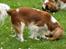 Cavalier king charles spaniel Lunel {Lynel} - Lunel 11 uger efter fødsel