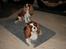 Cavalier king charles spaniel Lunel {Lynel} - Og så lige mor og far.